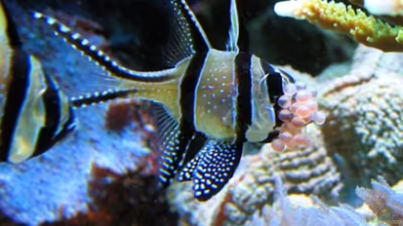 Besatz im Aquarium Becken 2993 von Petra Kallmeyer (21)