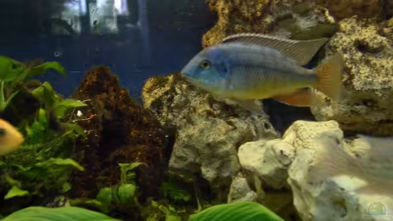 Besatz im Aquarium Becken 30 von Florian Schepke (5)