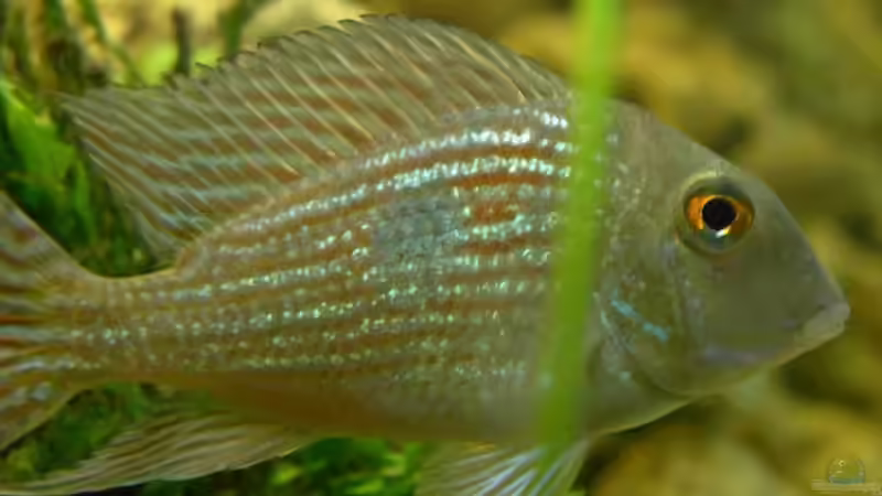 Besatz im Aquarium Becken 30 von Florian Schepke (6)