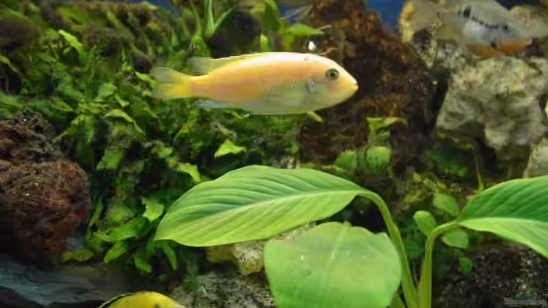 Besatz im Aquarium Becken 30 von Florian Schepke (7)