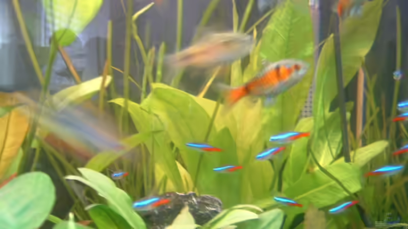 Besatz im Aquarium Becken 3013 von Ute Dömelt (6)