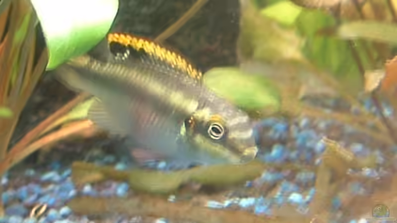 Besatz im Aquarium Becken 3013 von Ute Dömelt (7)