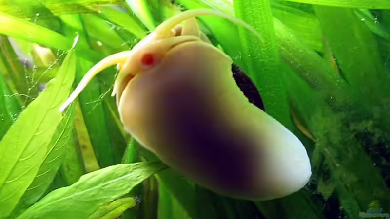 Besatz im Aquarium Becken 3019 von Christian Dresel (3)