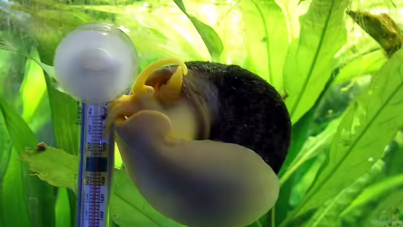 Besatz im Aquarium Becken 3019 von Christian Dresel (4)