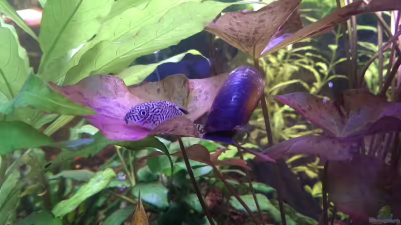 Besatz im Aquarium Becken 30284 von RenSa (18)