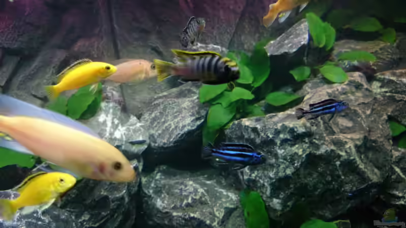 Besatz im Aquarium Becken 30371 von Philipp Wenzel (5)