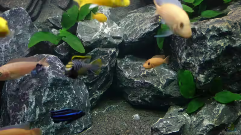 Besatz im Aquarium Becken 30371 von Philipp Wenzel (6)