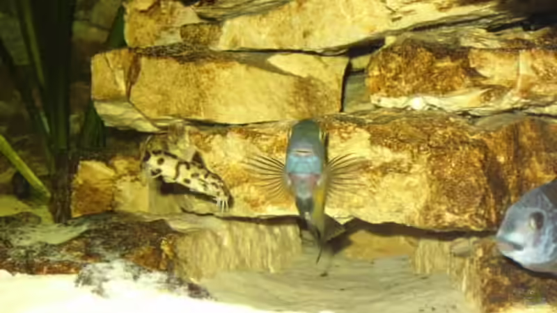 Besatz im Aquarium Becken 3039 von Marcus Wesche (10)