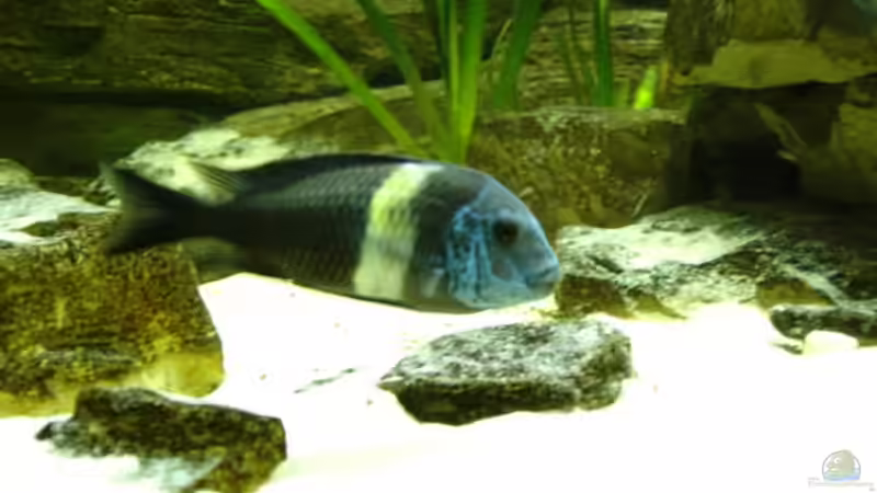 Besatz im Aquarium Becken 3039 von Marcus Wesche (5)