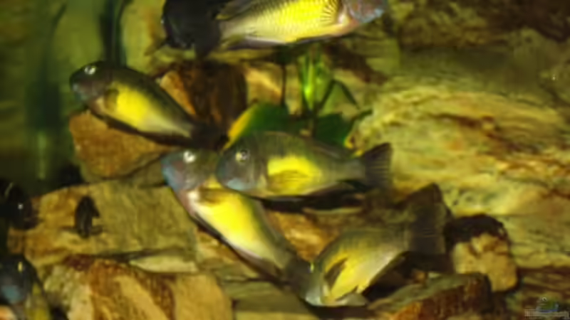 Besatz im Aquarium Becken 3039 von Marcus Wesche (6)