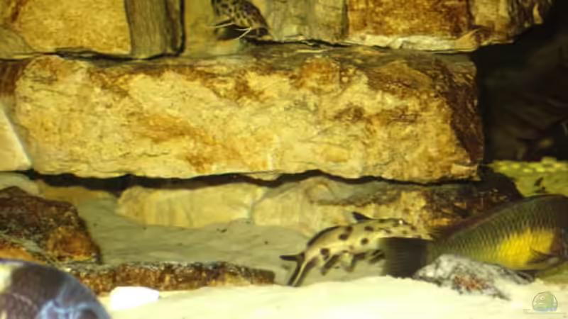 Besatz im Aquarium Becken 3039 von Marcus Wesche (7)