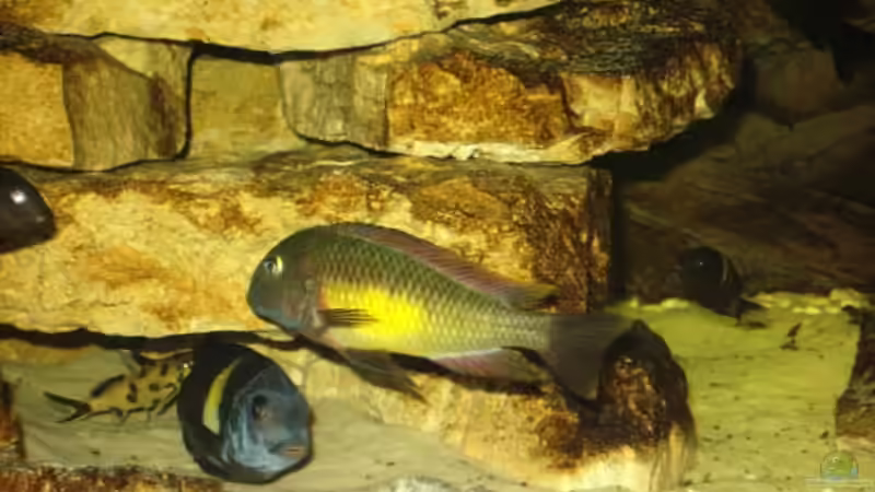 Besatz im Aquarium Becken 3039 von Marcus Wesche (8)