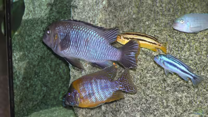 Besatz im Aquarium Becken 305 von Alexander Steinkellner (10)