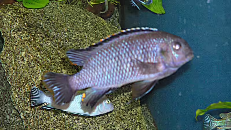 Besatz im Aquarium Becken 305 von Alexander Steinkellner (11)