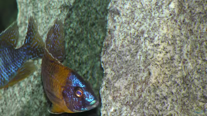 Besatz im Aquarium Becken 305 von Alexander Steinkellner (13)
