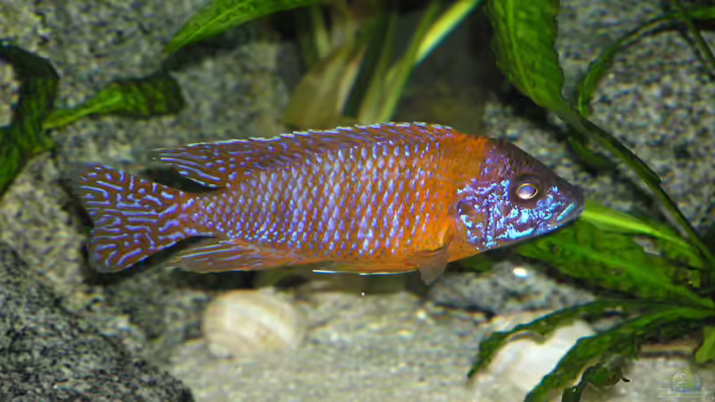 Besatz im Aquarium Becken 305 von Alexander Steinkellner (14)