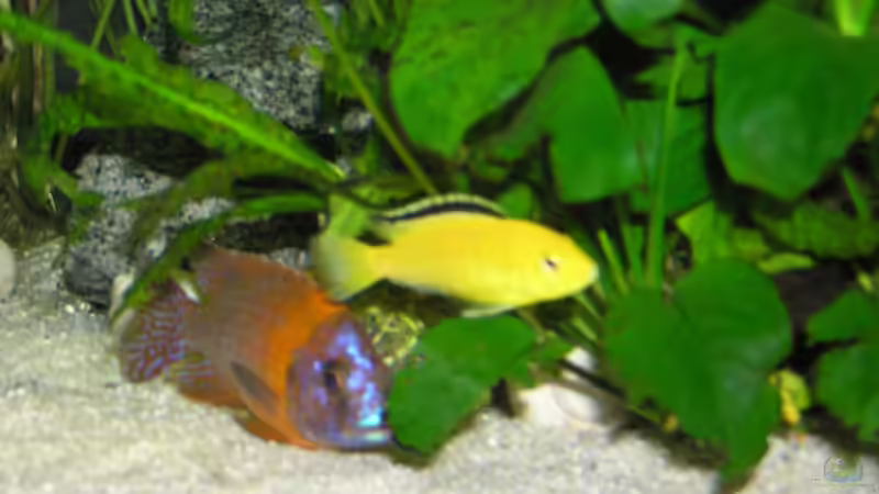 Besatz im Aquarium Becken 305 von Alexander Steinkellner (17)