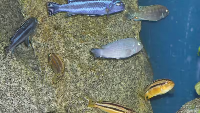 Besatz im Aquarium Becken 305 von Alexander Steinkellner (8)