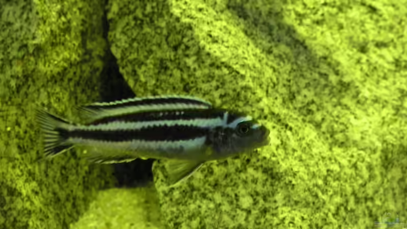 Besatz im Aquarium Becken 305 von Alexander Steinkellner (9)