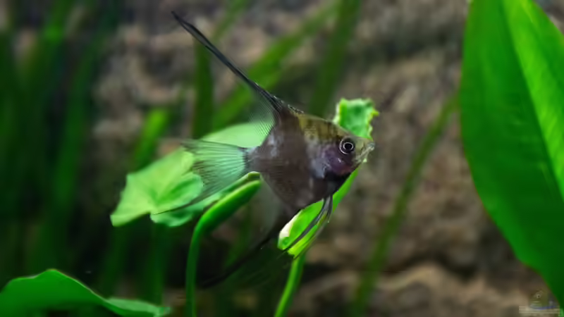 Besatz im Aquarium Becken 30531 von Skalar8705 (21)