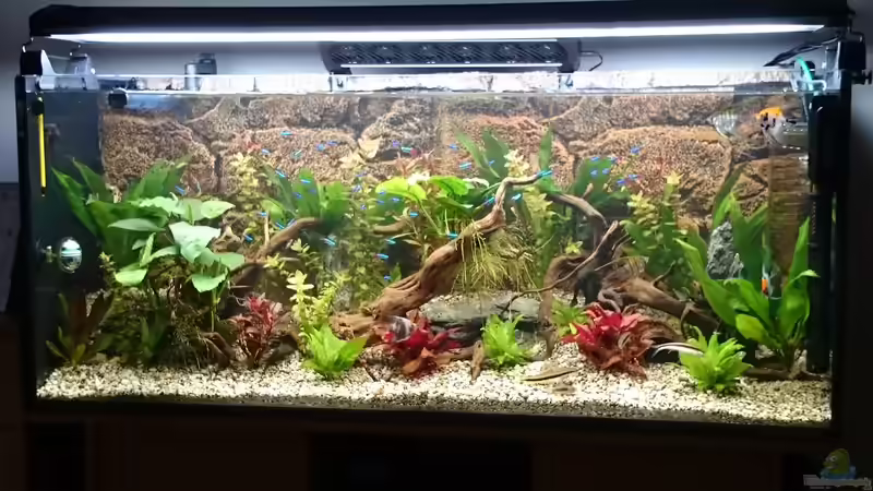 Besatz im Aquarium Becken 30531 von Skalar8705 (24)