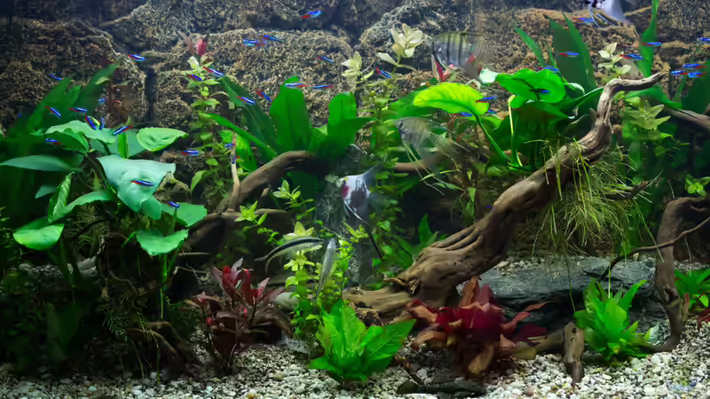 Besatz im Aquarium Becken 30531 von Skalar8705 (25)