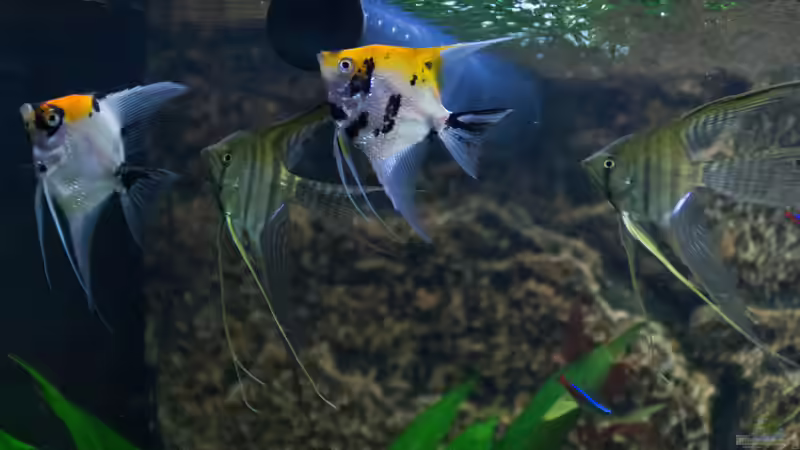 Besatz im Aquarium Becken 30531 von Skalar8705 (26)