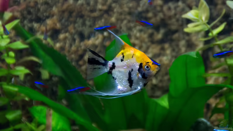 Besatz im Aquarium Becken 30531 von Skalar8705 (27)