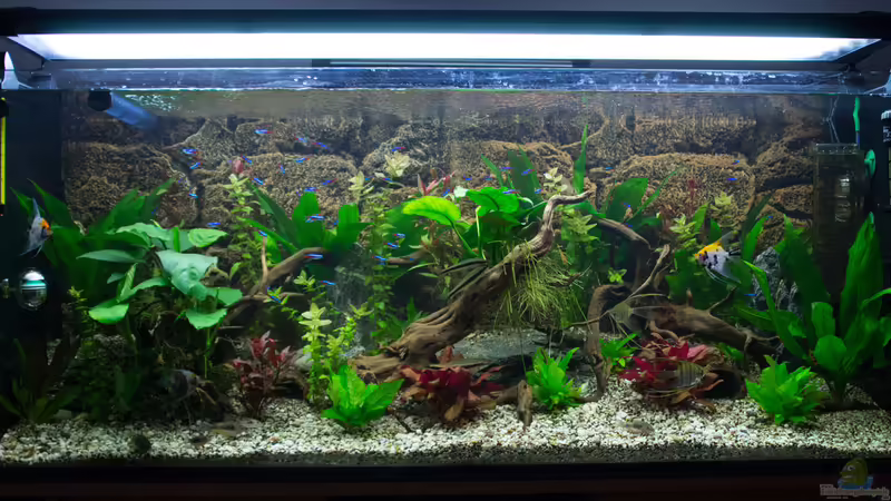 Besatz im Aquarium Becken 30531 von Skalar8705 (28)