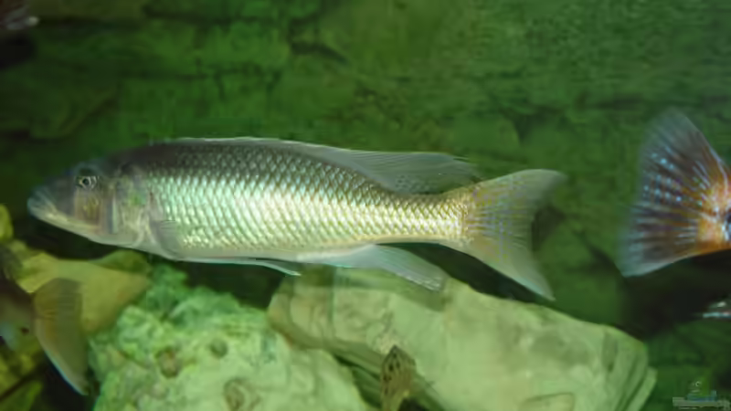 Besatz im Aquarium Becken 3055 von Thomas Knecht (17)