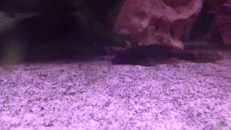 Besatz im Aquarium Becken 30559 von Marcel Klein (10)