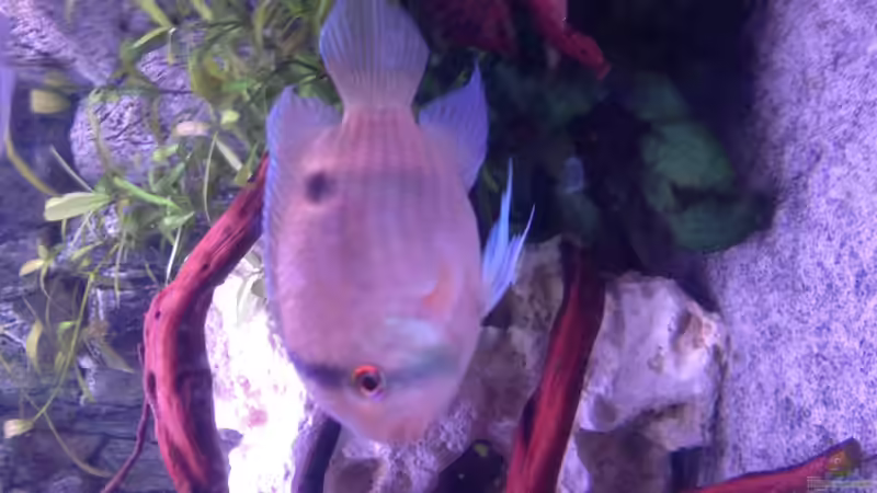 Besatz im Aquarium Becken 30559 von Marcel Klein (11)