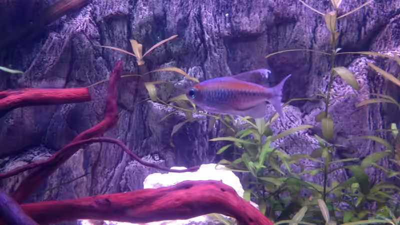 Besatz im Aquarium Becken 30559 von Marcel Klein (12)