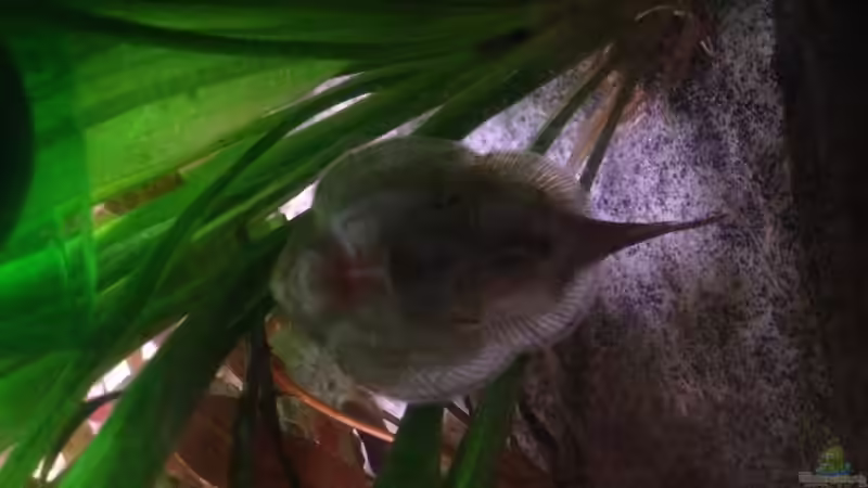 Besatz im Aquarium Becken 30559 von Marcel Klein (13)