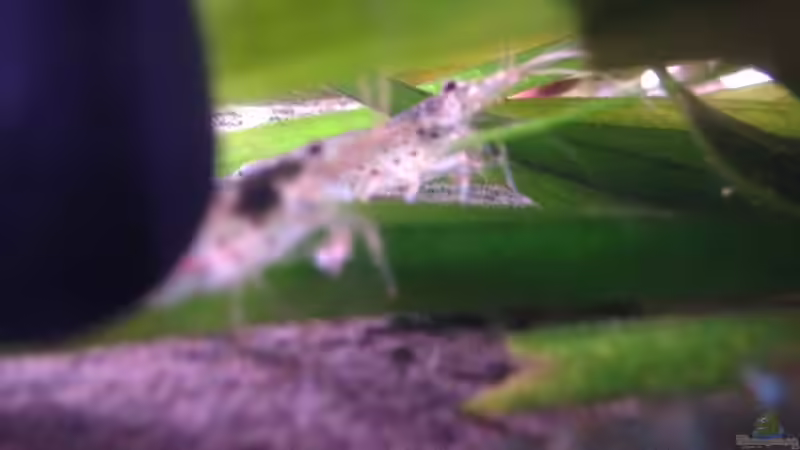 Besatz im Aquarium Becken 30559 von Marcel Klein (14)