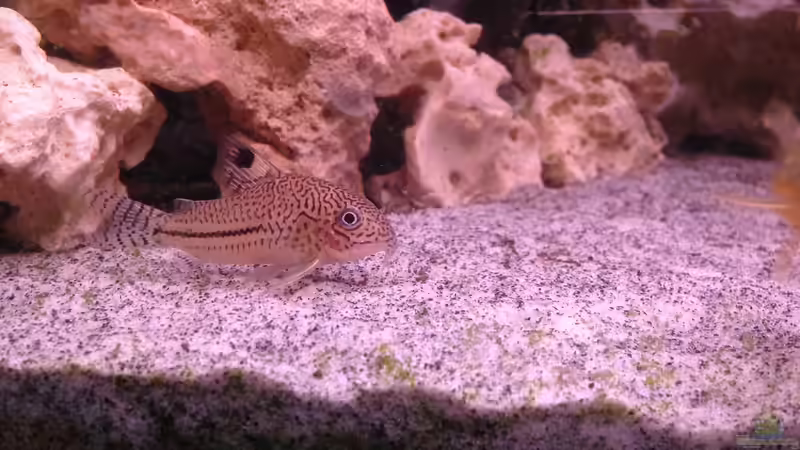 Besatz im Aquarium Becken 30559 von Marcel Klein (7)