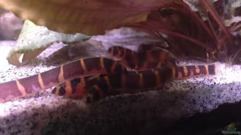 Besatz im Aquarium Becken 30559 von Marcel Klein (8)