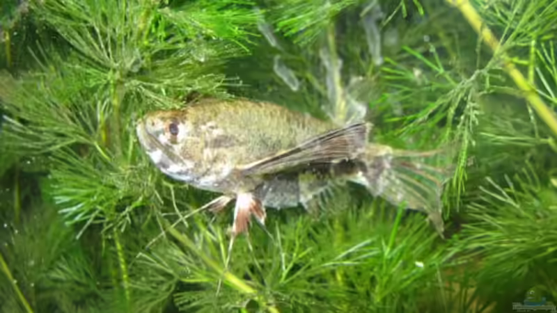 Besatz im Aquarium Becken 3061 von Frank Muth (6)