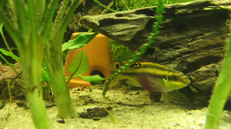 Besatz im Aquarium Becken 3061 von Frank Muth (7)