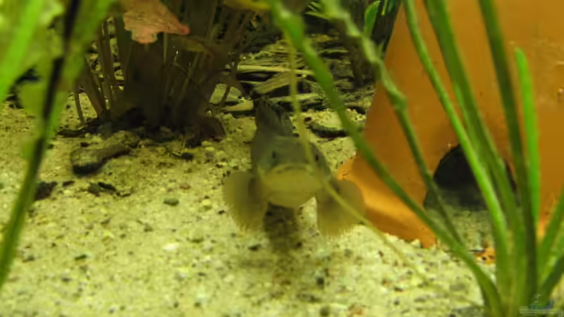 Besatz im Aquarium Becken 3061 von Frank Muth (8)