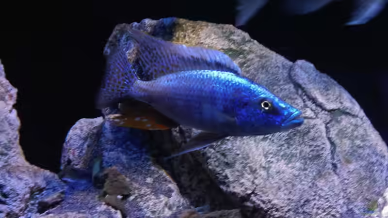 Besatz im Aquarium Becken 30628 von namaycushfreak (11)