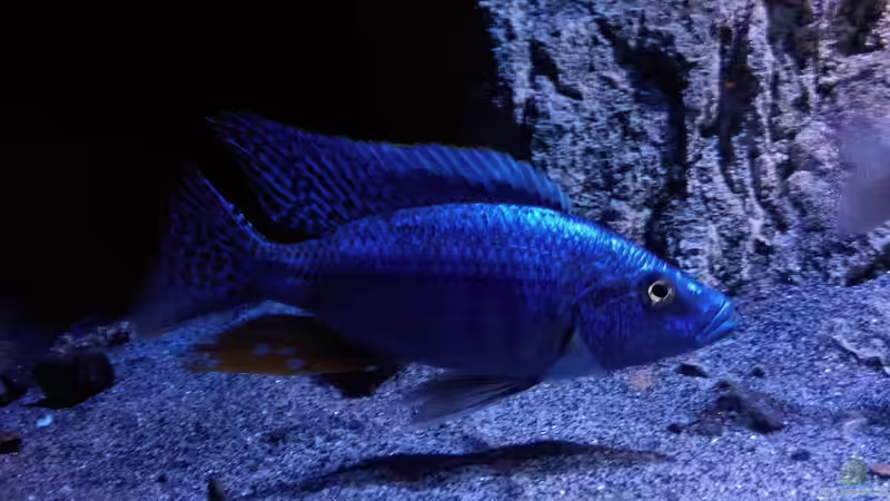 Besatz im Aquarium Becken 30628 von namaycushfreak (12)