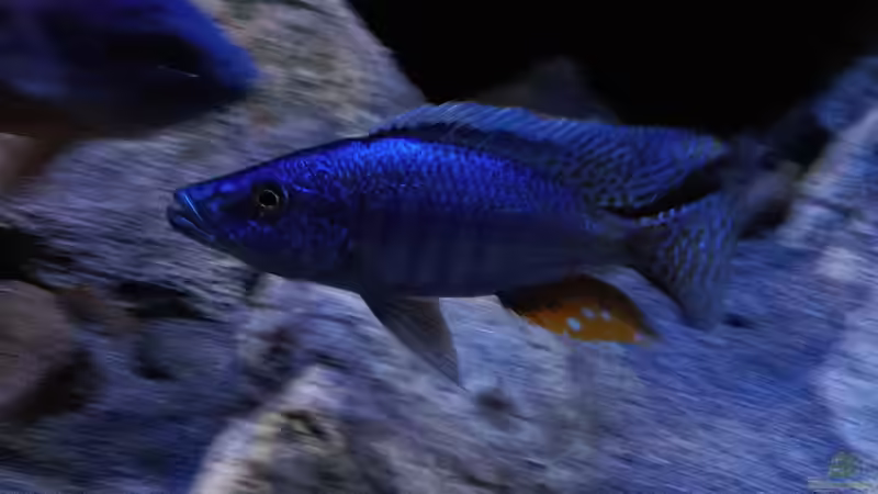 Besatz im Aquarium Becken 30628 von namaycushfreak (13)