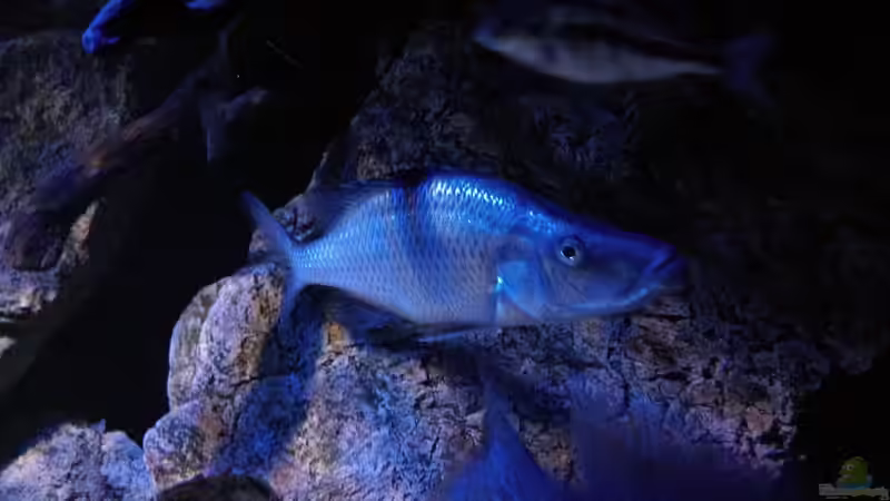 Besatz im Aquarium Becken 30628 von namaycushfreak (14)