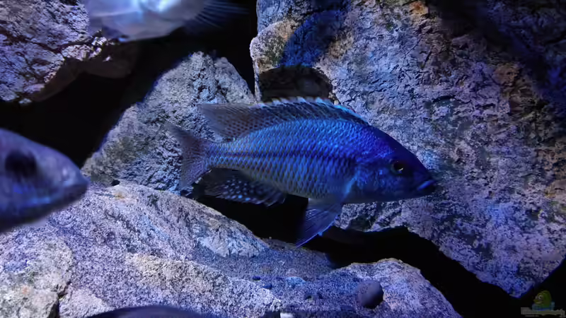 Besatz im Aquarium Becken 30628 von namaycushfreak (16)