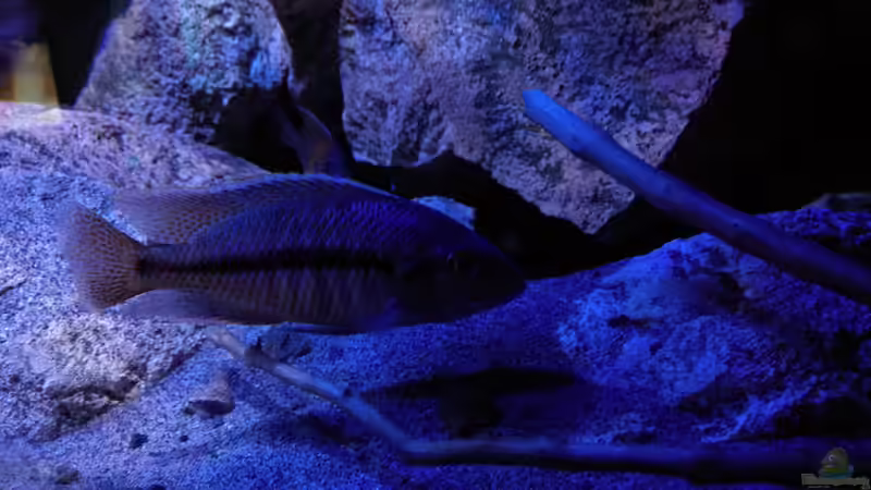 Besatz im Aquarium Becken 30628 von namaycushfreak (20)