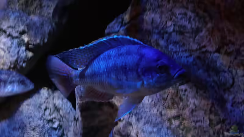 Besatz im Aquarium Becken 30628 von namaycushfreak (21)