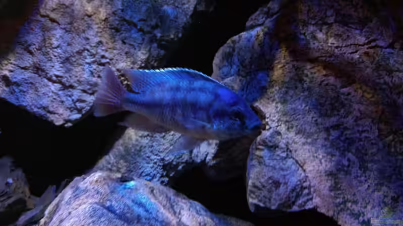 Besatz im Aquarium Becken 30628 von namaycushfreak (22)