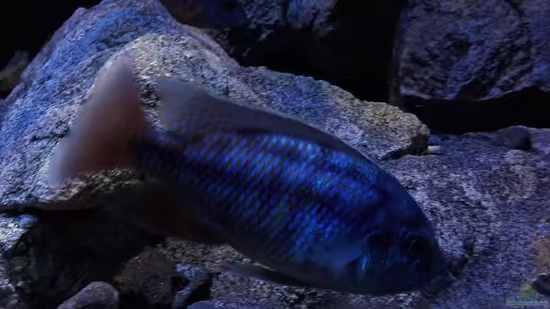 Besatz im Aquarium Becken 30628 von namaycushfreak (23)