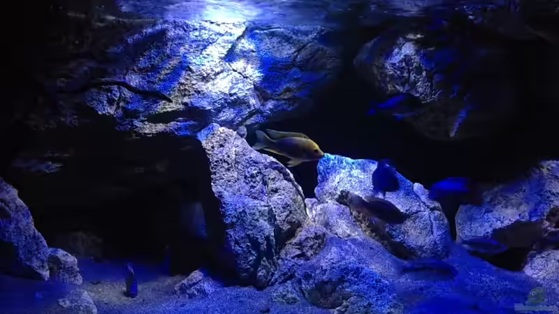 Besatz im Aquarium Becken 30628 von namaycushfreak (25)